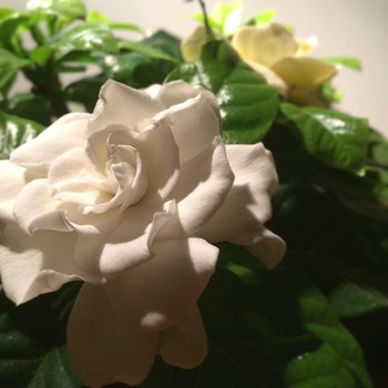 #gardenia dell #aism - now with #flower