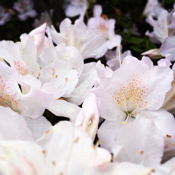 #white #flowers from the #garden