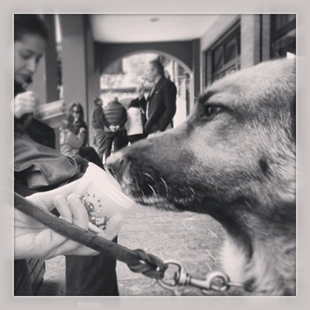 #frida - the #sherpherd #dog - #loves #icecream