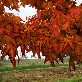 Foggy Saturday #Padua #terranegra #Padova #autumn