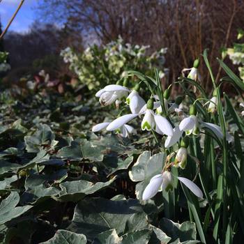 Loving #snowdrops that apparently are so common in #cambridge