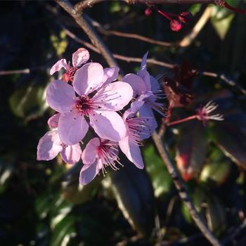 #petaloso #cambridge #primavera