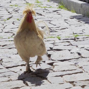 #funky #gallo #alpino  #rifugioSorgazza