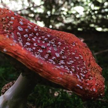 #pois #stmagdalena #valdicasies #amanita #mushroom