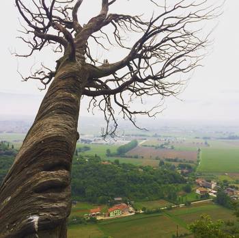 L'albero proteso - #leaning #tree #shape