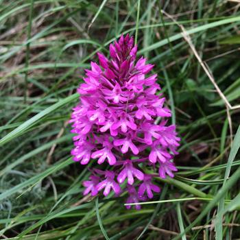 #orchidea del #bosco  #wild #flower #flowers #fiori 