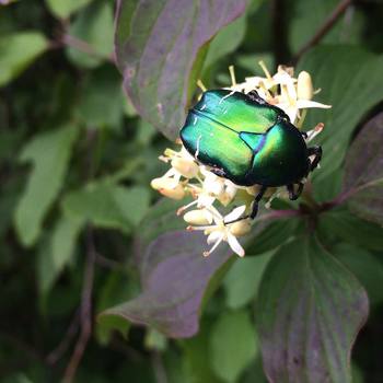 #lucky #beatle #colliberici #colors