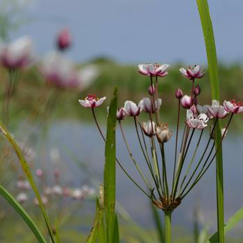 #Hot #sunny #sunday at the #strumpshawfen #reserve @visitengland @visitnorfolkuk