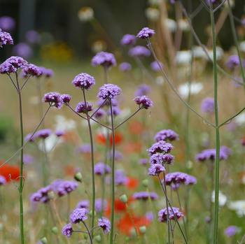field flowers from a walk in the countryside  #flowers #fields #norfolk #nature #summer #sun #england