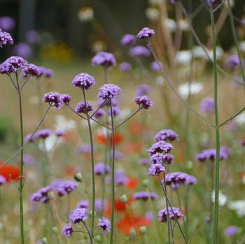 field flowers from a walk in the countryside  #flowers #fields #norfolk #nature #summer #sun #england