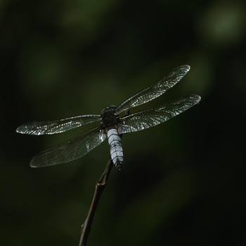 #dragonfly resting on a stick. #pond #nature #macro #insects #norfolk