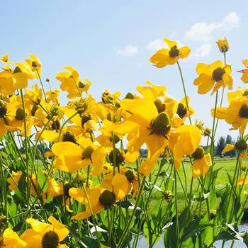 A bunch of #yellow #flowers under the #windmills in #Holland