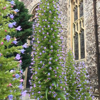 What are those flowers?  #flowers #bloom #cromer #norfolk #england